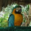Negril Jamaica Hotels