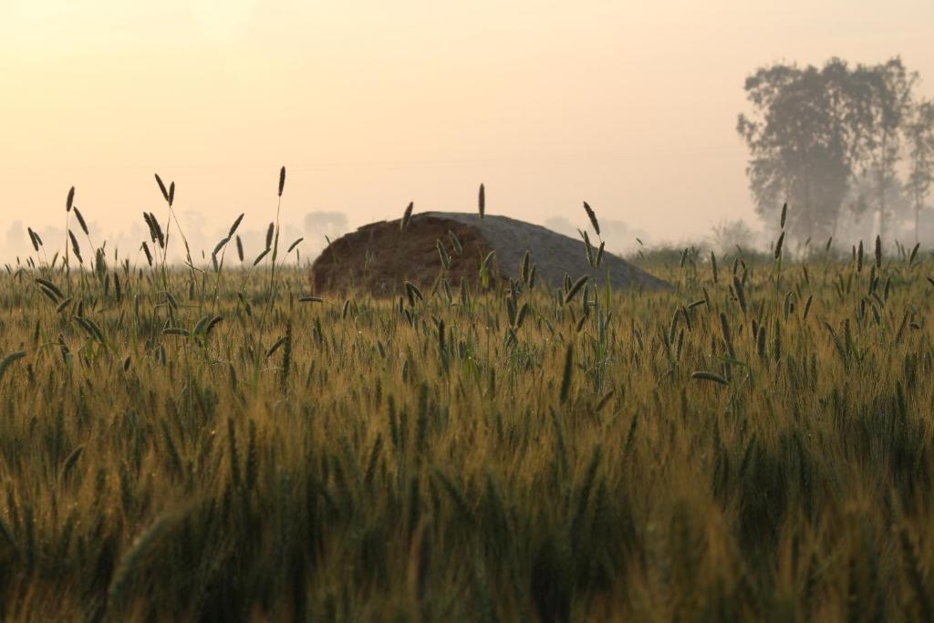 Двухместный (Двухместный номер Делюкс с 1 кроватью), Farmers Villa