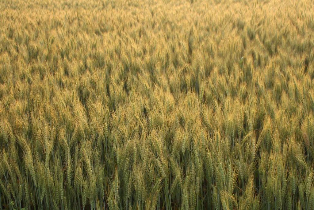 Двухместный (Двухместный номер Делюкс с 1 кроватью), Farmers Villa