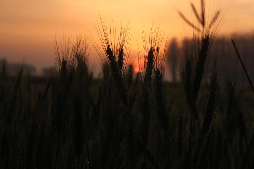 Двухместный (Двухместный номер Делюкс с 1 кроватью), Farmers Villa