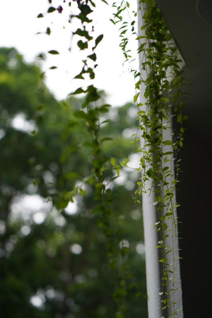 Апартаменты (Апартаменты с видом на сад), Elegant Studio Yet Kieu