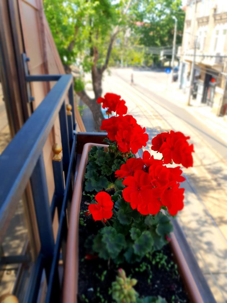 Сьюит (Представительский люкс), Vilo's House