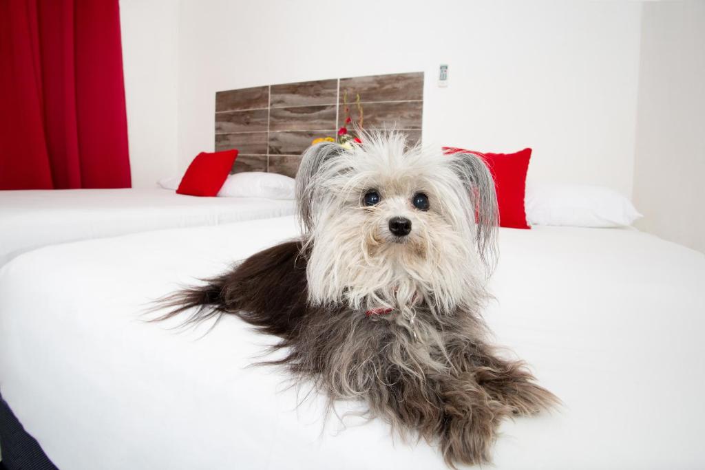 Апартаменты (Улучшенные апартаменты), SUITE 24 Hotel Boutique