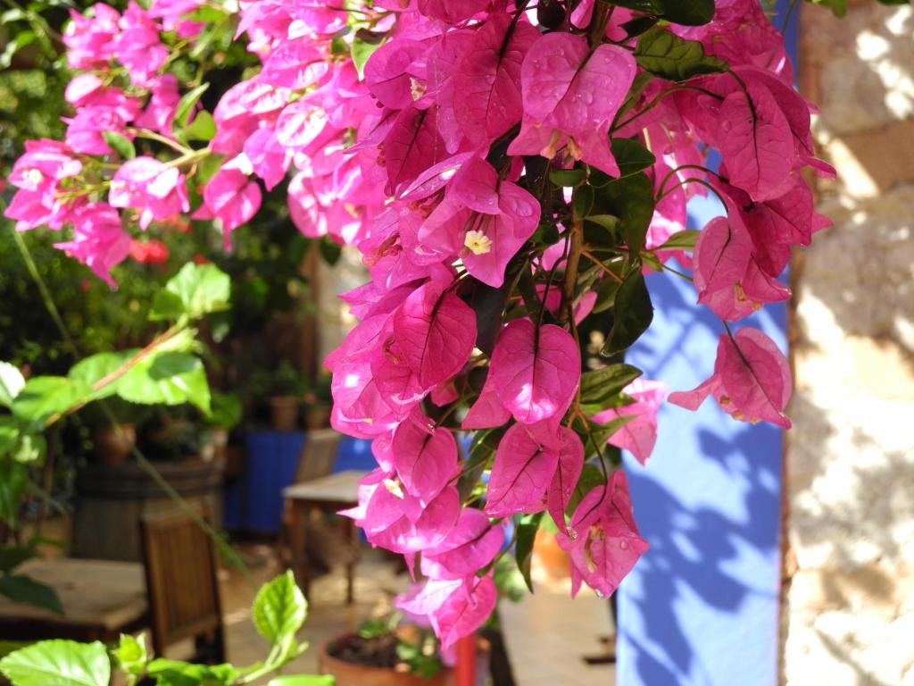 Casa Bougainvillea, Инка