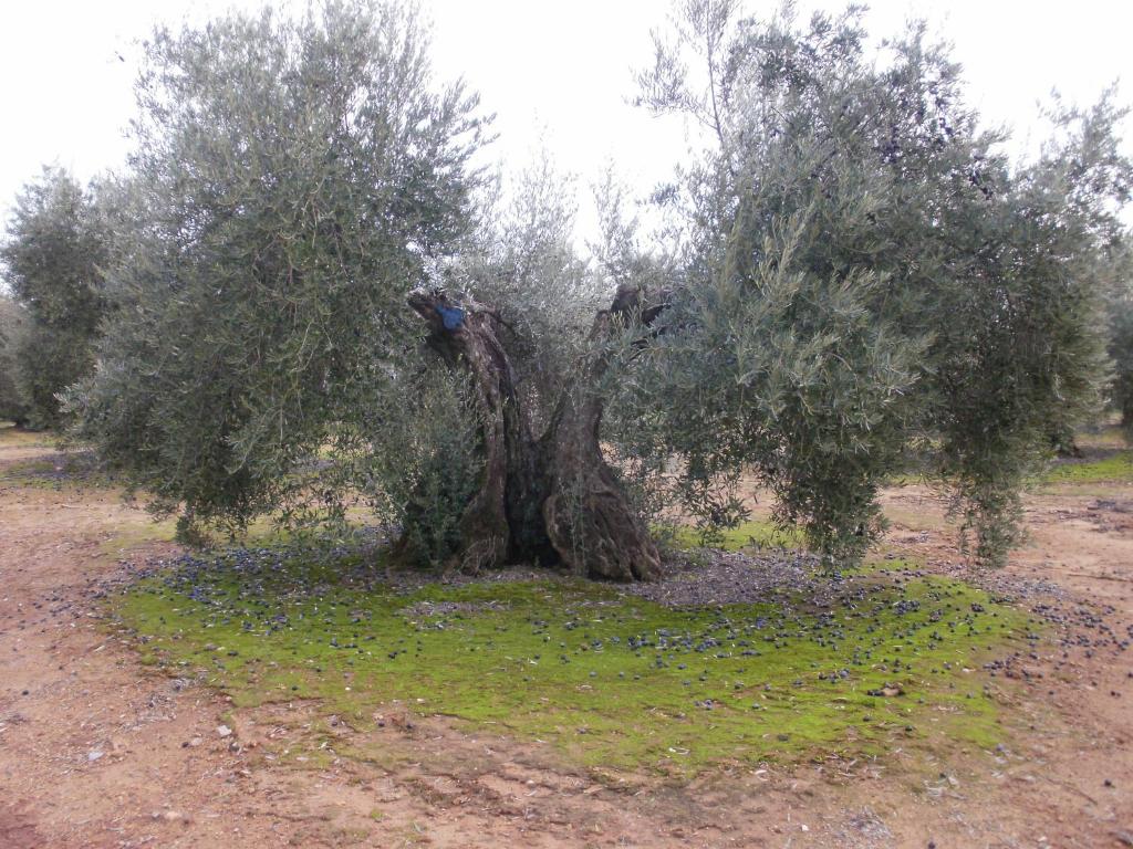 Апартаменты (Апартаменты с видом на горы), Cortijo Molino San Juan