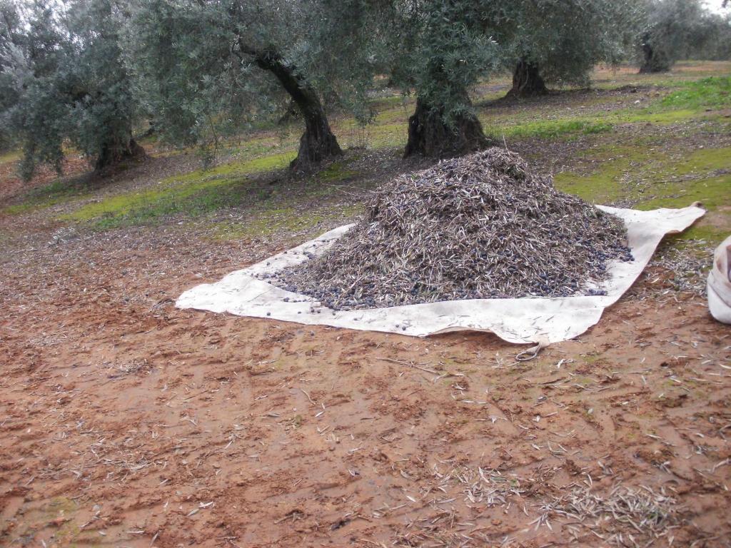 Апартаменты (Апартаменты с видом на горы), Cortijo Molino San Juan