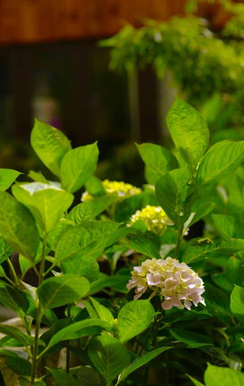 Двухместный (Двухместный номер с 1 кроватью, балконом и видом на сад), Z.Garden