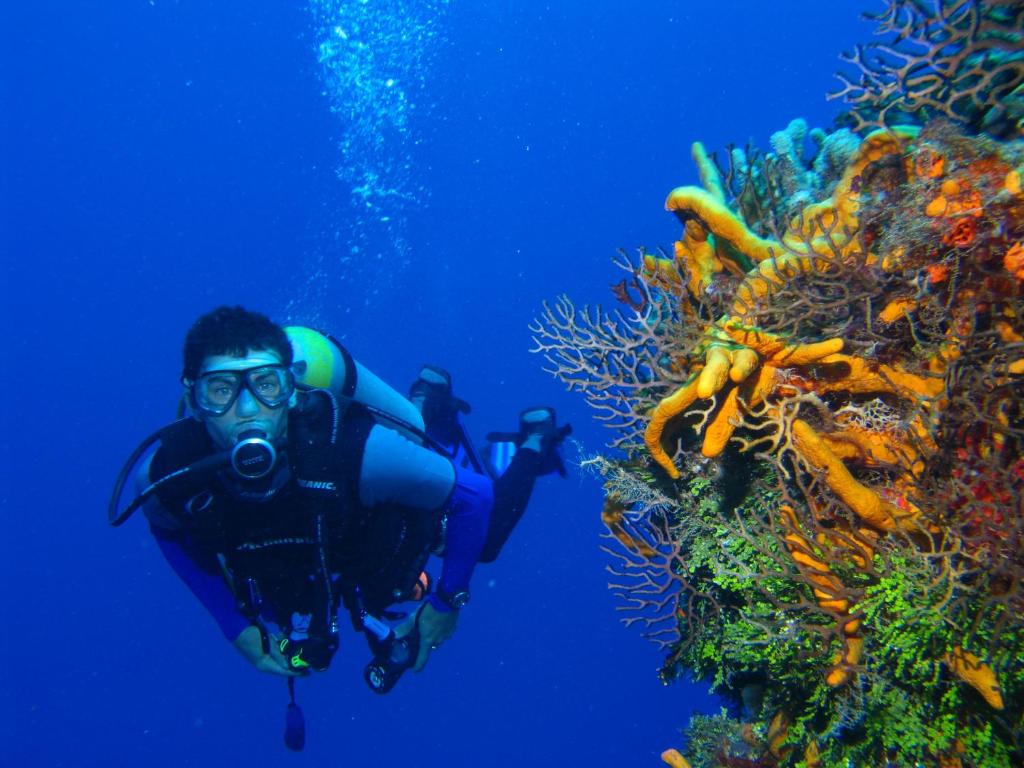 Двухместный (Сертификационный курс дайвинга PADI Open Water), Steigenberger Al Dau Beach