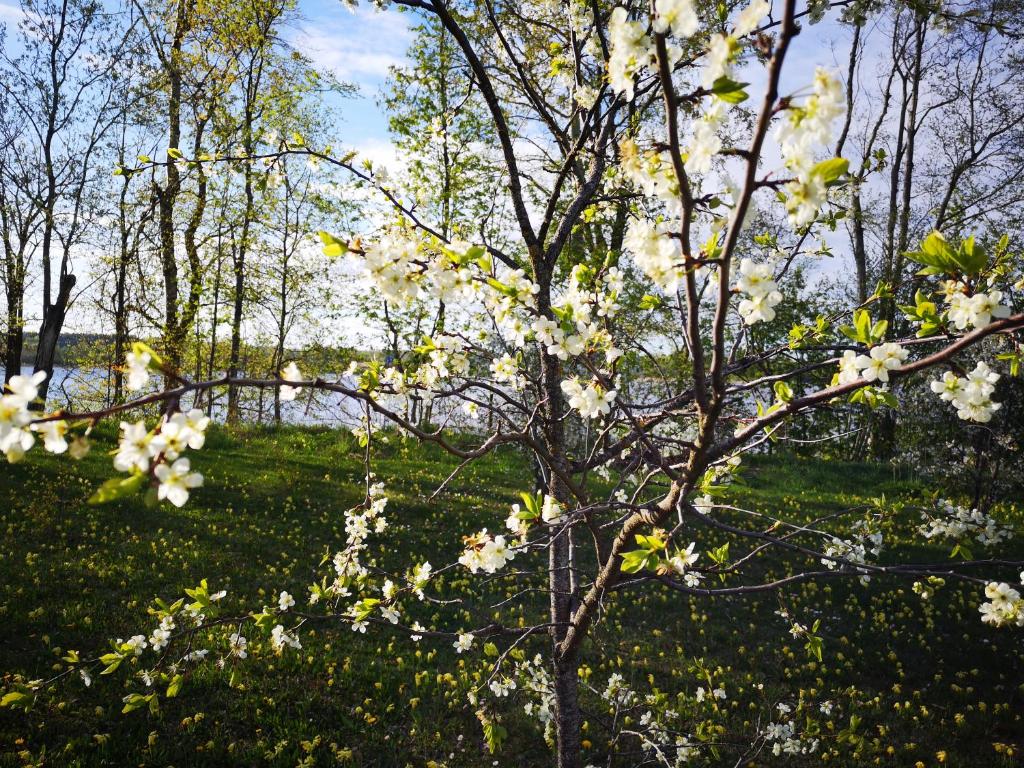 Номер (Дом для отпуска), DvīņuMājas