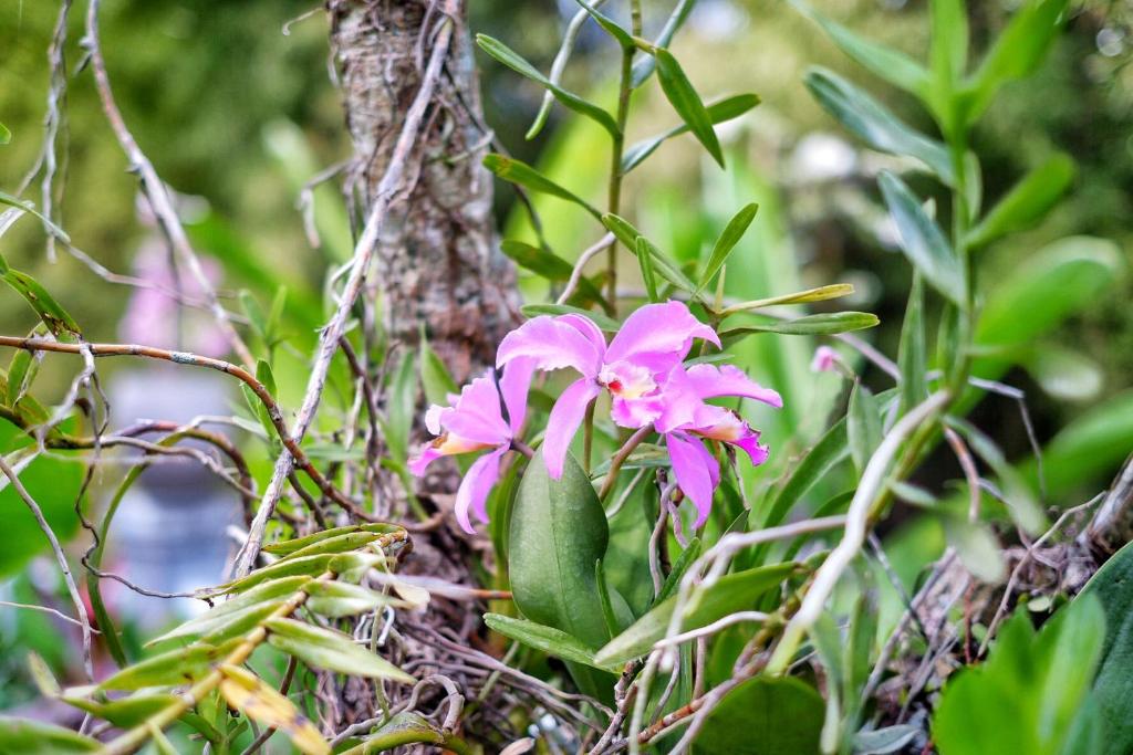 Сьюит (Люкс с собственным бассейном), The Sloth Bali