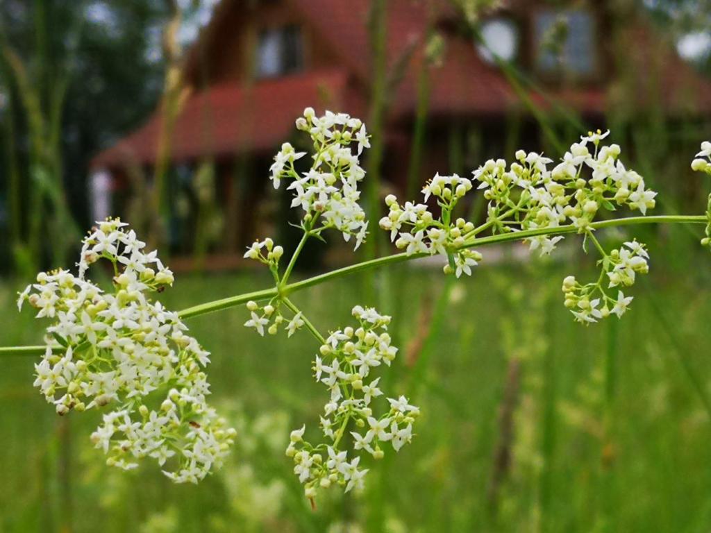 Номер (Дом для отпуска), DvīņuMājas