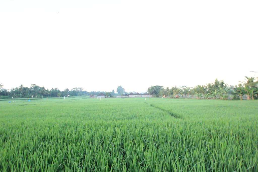 Двухместный (Улучшенный двухместный номер с 2 отдельными кроватями), Ayuna Family Ubud