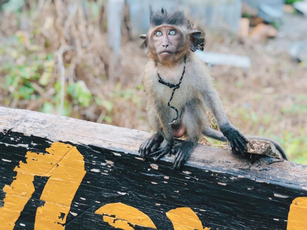 Monkey Bungalow, Ко Ланта
