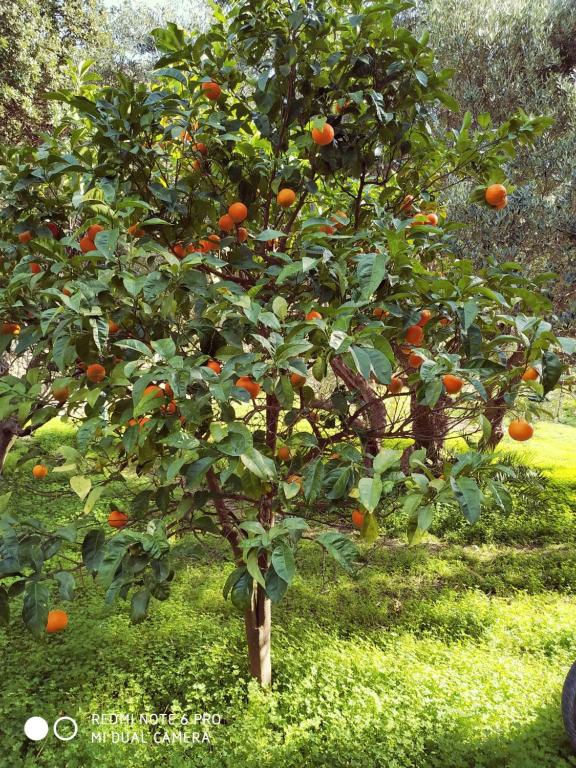 Двухместный (Двухместный номер с 1 кроватью и балконом), Oleander's Garden Traditional Cretan Cottage