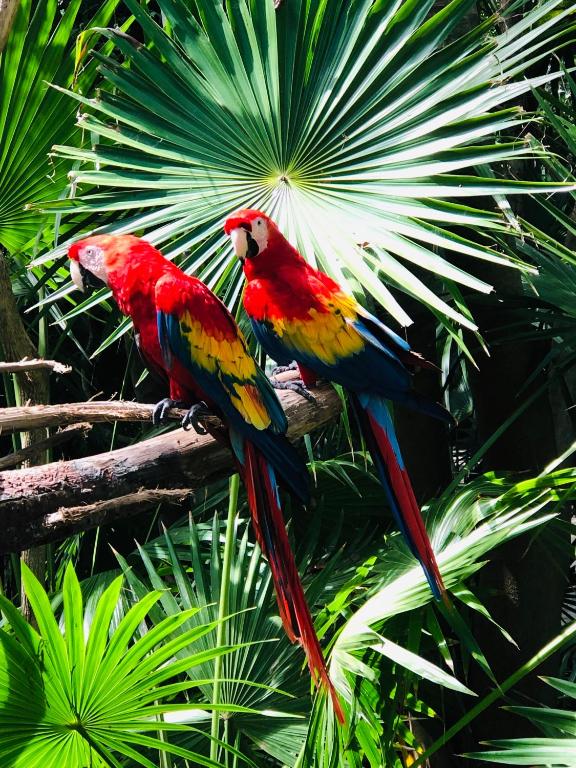 Двухместный (Двухместный номер с 2 отдельными кроватями), Hacienda Xcaret