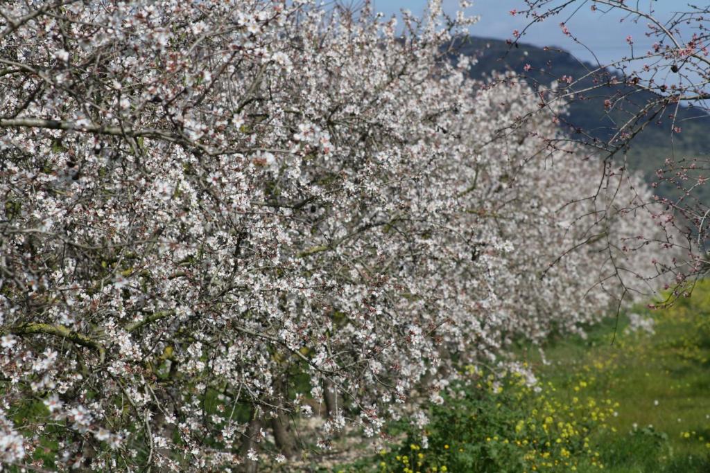 Номер (Дом для отпуска), Finca Son Sitges, Llubí 139