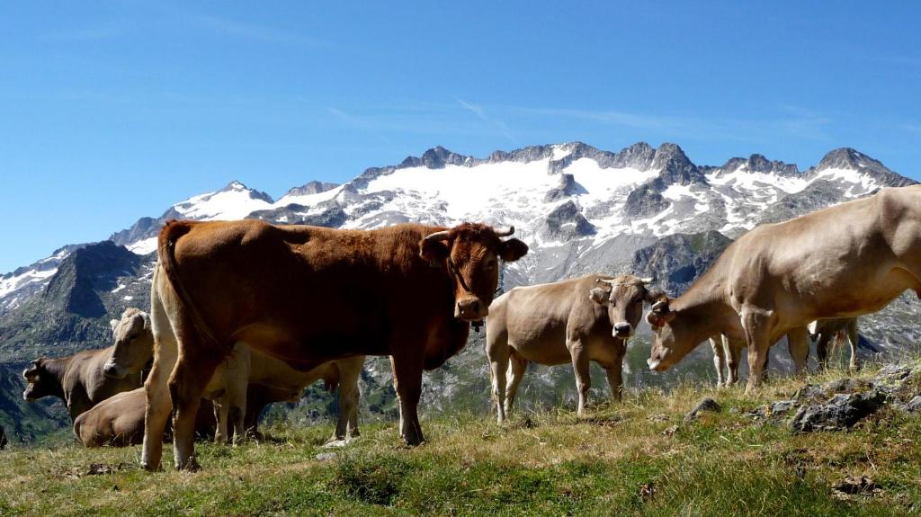 Номер (Дом для отпуска), UP BENASQUE BORDA ALBAR