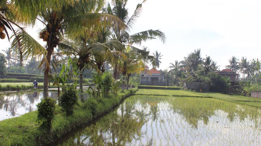 Вилла (Вилла с 1 спальней и собственным бассейном), Ubud Paradise Villa