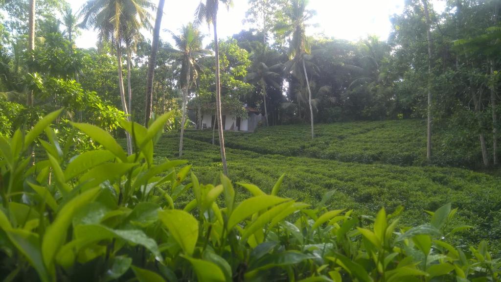 Номер (Chalet with Tea Estate View), Leisure Land