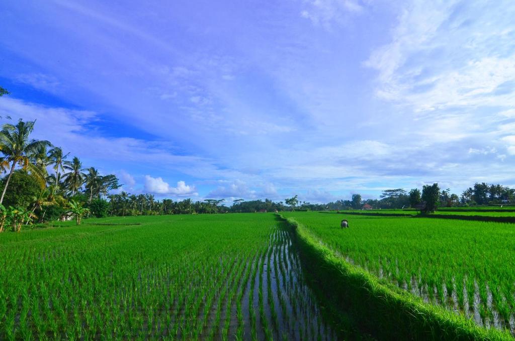 Вилла (Вилла с 2 спальнями), The Loyik Villa Ubud