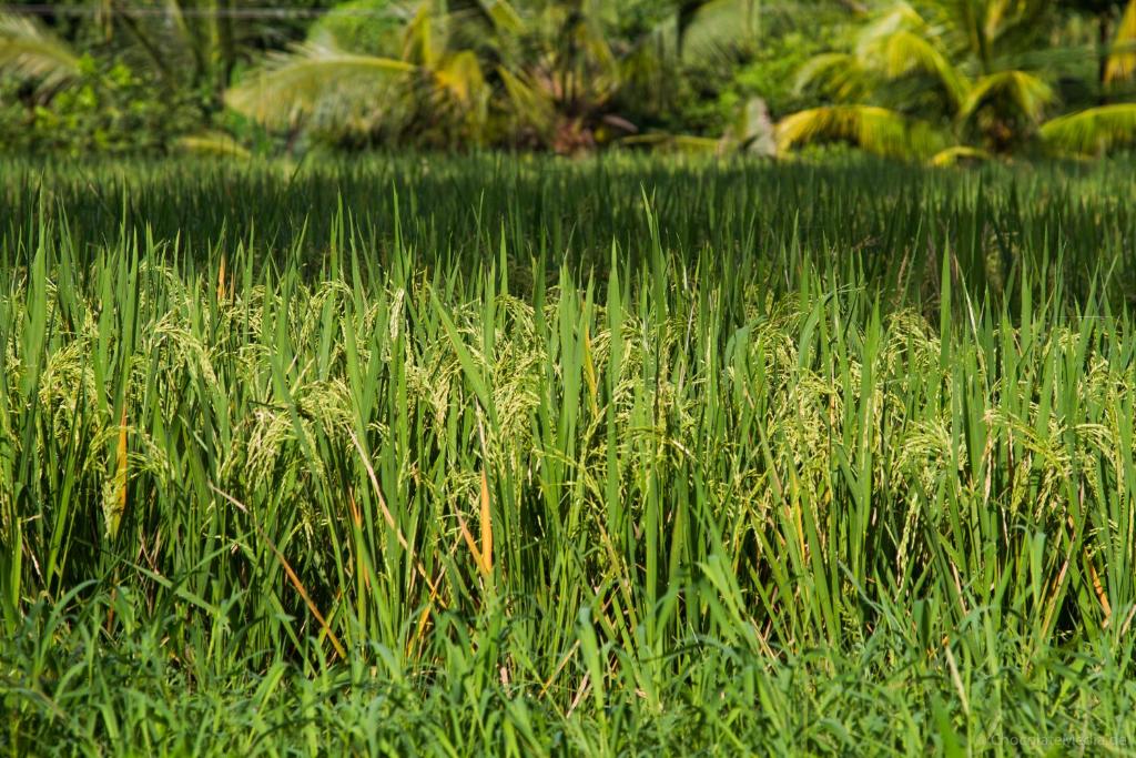 Двухместный (Улучшенный двухместный номер с 1 кроватью), Tri Upasedana House Ubud