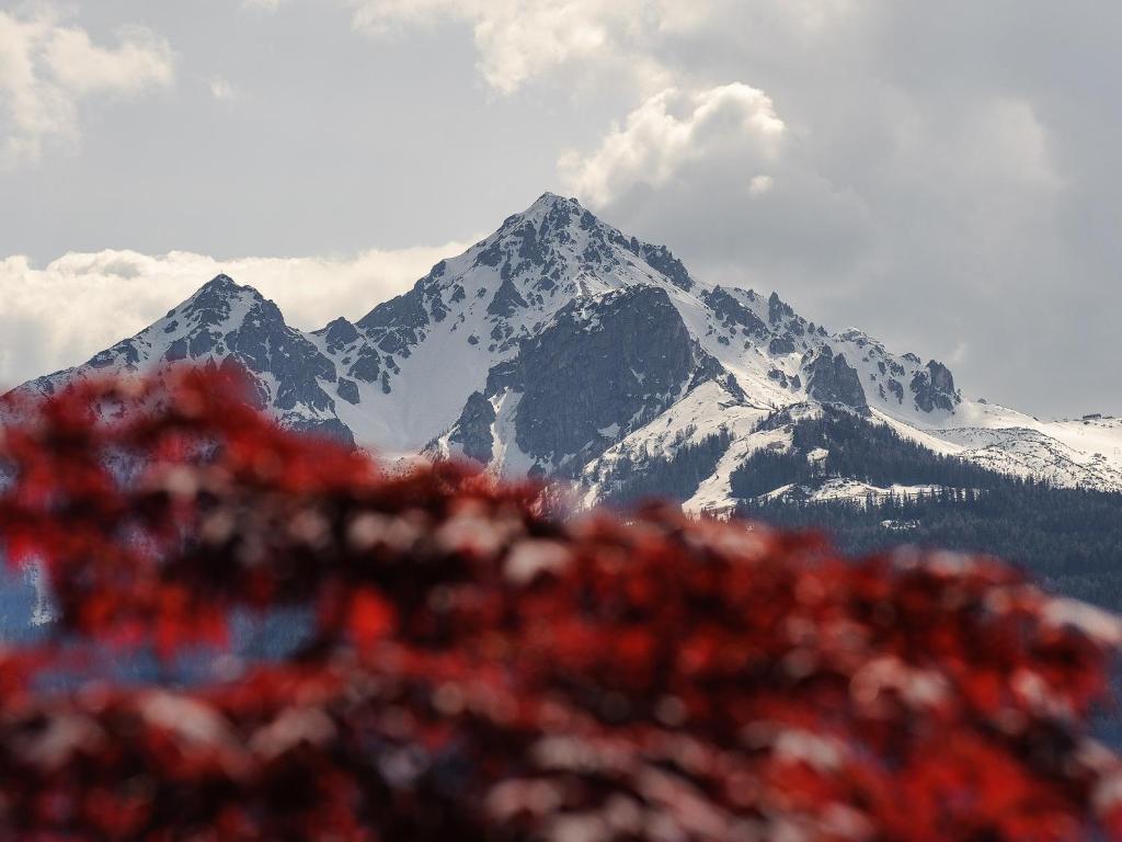 Студио (Номер-студио), Kasperhof Appartements Innsbruck Top 1 - 5