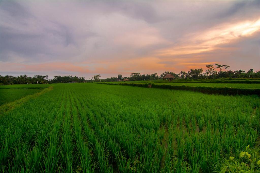 Вилла (Вилла с 2 спальнями), The Loyik Villa Ubud