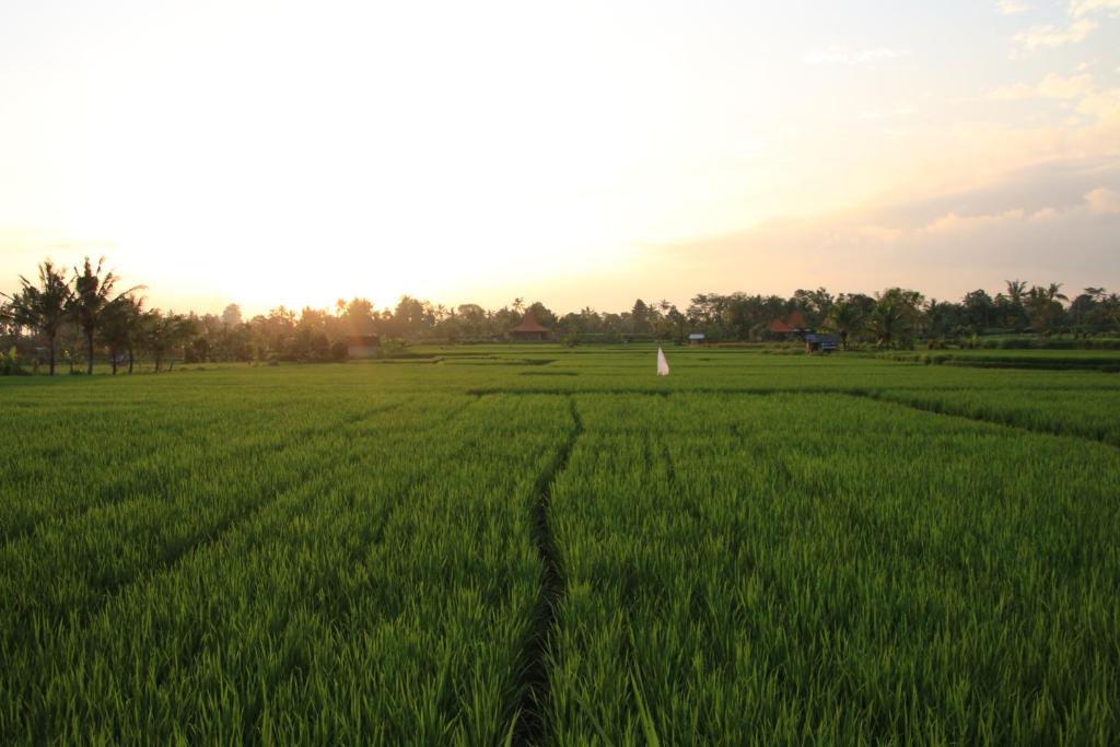 Вилла (Вилла с 2 спальнями), The Loyik Villa Ubud