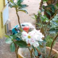 Двухместный (Представительский двухместный номер с 1 кроватью) гостевого дома Aguiar Guest House, Колва