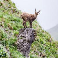 Трехместный (Трехместный номер) отеля Gasthof St.Hubertus, Визинг