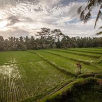 Двухместный (Studio with Complimentary Daily Afternoon Tea) гостевого дома Junjungan Ubud Hotel and Spa, Убуд