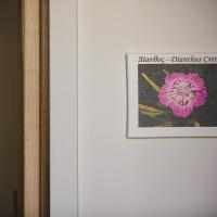 Сьюит (Люкс - Dianthus) отеля Z Boutique Hotel, Панормос (Ретимнон)