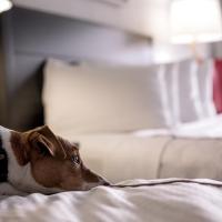 Сьюит (Улучшенный люкс) отеля Capitol Hill Hotel, Вашингтон